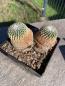 Preview: Turbinicarpus pseudopectinatus